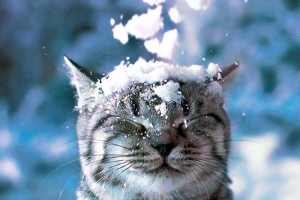 Jakie koty nakręcone w reklamie whiskas? Jakie koty nakręcone w reklamie whiskas?